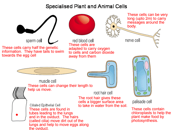 SPECIALISED PLANT AND ANIMAL CELLS | Discovering Life in class
